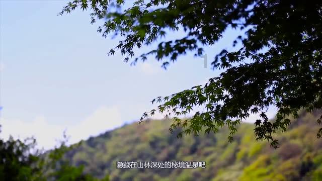 逃离野鸡森林